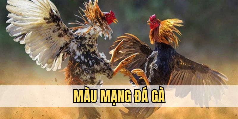 Màu Mạng Gà Đá - Bí Quyết Lựa Chọn Những Chiến Kê Tốt Nhất